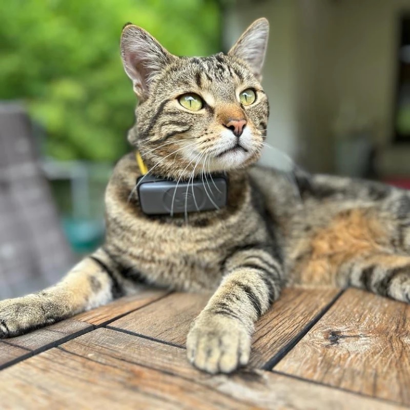 GPS Tracker Für Haustiere - Mini Ortungsgerät Ohne Abo Für Katzen Und Hunde